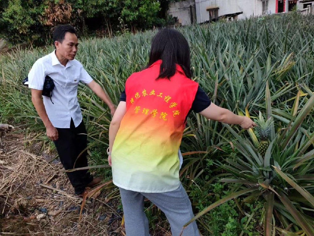 仲恺学院“菠萝兴农” 甜享未来“ 青年突击队发挥所长共谱”绿美江川“农文旅融合崭新蓝图