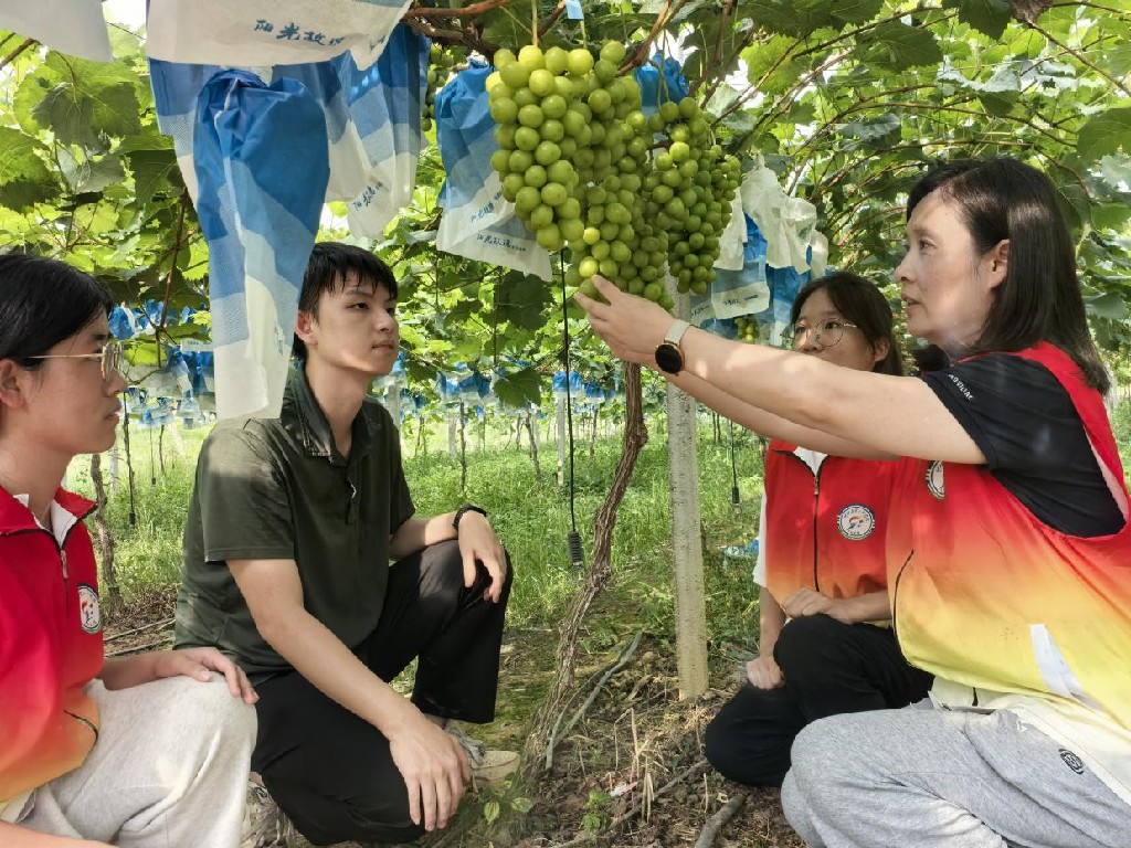 仲恺学院“菠萝兴农” 甜享未来“ 青年突击队发挥所长共谱”绿美江川“农文旅融合崭新蓝图