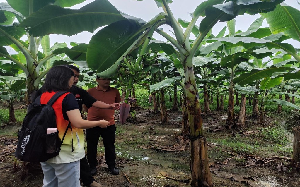 仲恺学院“菠萝兴农” 甜享未来“ 青年突击队发挥所长共谱”绿美江川“农文旅融合崭新蓝图